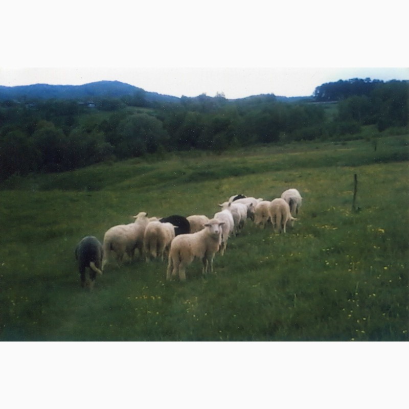 Фото 3. Вівці карпатської породи