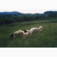Вівці карпатської породи