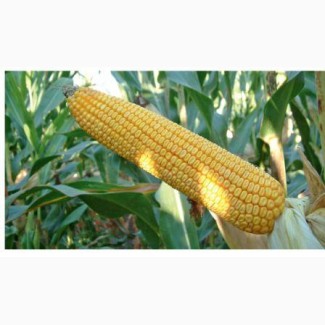 ОНІКС насіння кукурудзи (ФАО 350)