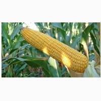 ОНІКС насіння кукурудзи (ФАО 350)