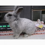 Продаю кроликов породы серебристый