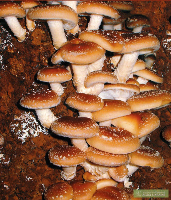 Мицелий шиитаке, грибов рейши, чага, мейтаке, энокитаке, муэр