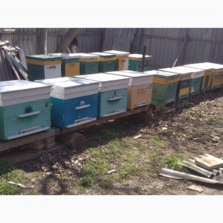 Продам пчелосемьи Украинская степная