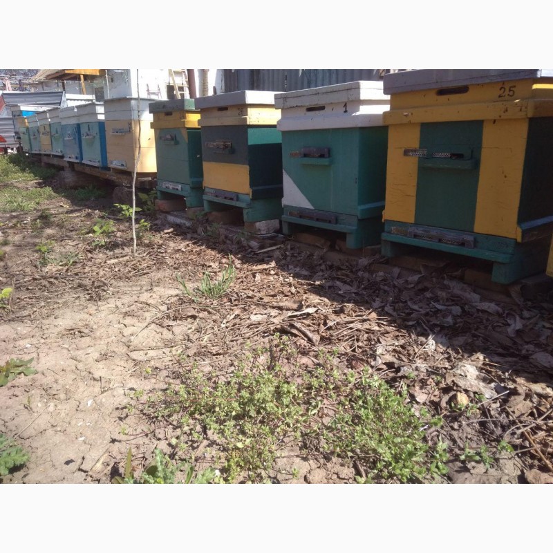 Фото 2. Продам пчелосемьи Украинская степная