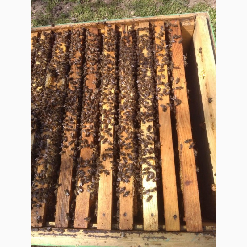 Фото 3. Продам пчелосемьи Украинская степная
