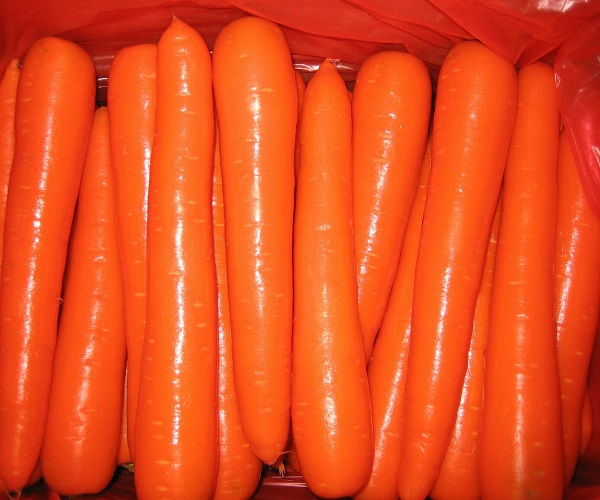 Фото 2. Top grade Good price fresh carrots for sale