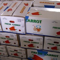 Top grade Good price fresh carrots for sale