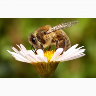 Пчелы Украинская Степная Пакеты Семьи Пчелопакеты