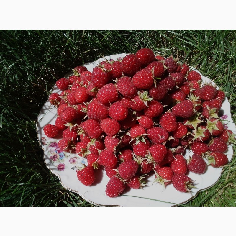 Фото 2. Продам свежую ягоду малину в Луганске