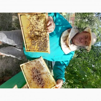 Продам бджолопакети, порода укр.степова