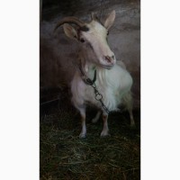 Продам дійних кіз і козенят