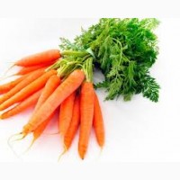 Куплю моркву від 20 тон