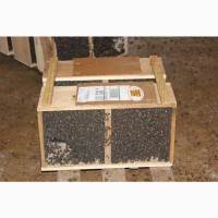 Продам 4-х рамкові пакети бджоли(карпатка) 100шт