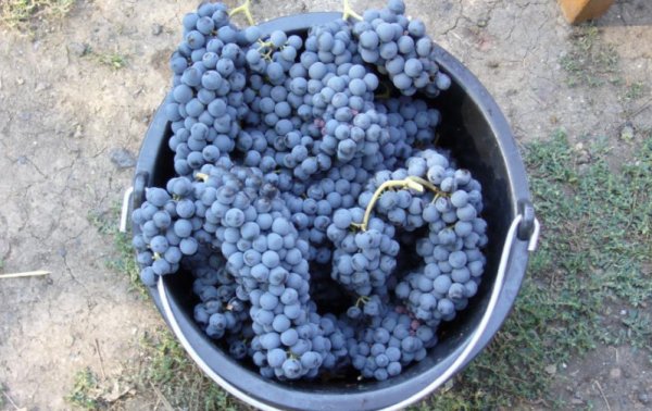 Фото 2. Продам технічний виноград червоного сорту Рубін Голодриги виробник