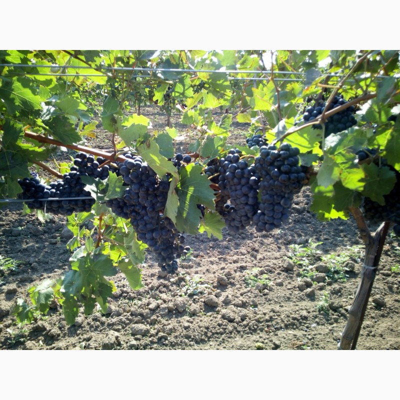 Фото 3. Продам технічний виноград червоного сорту Рубін Голодриги виробник
