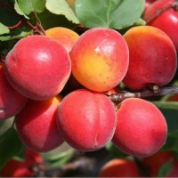Продам абрикоси сорту Київський Красень