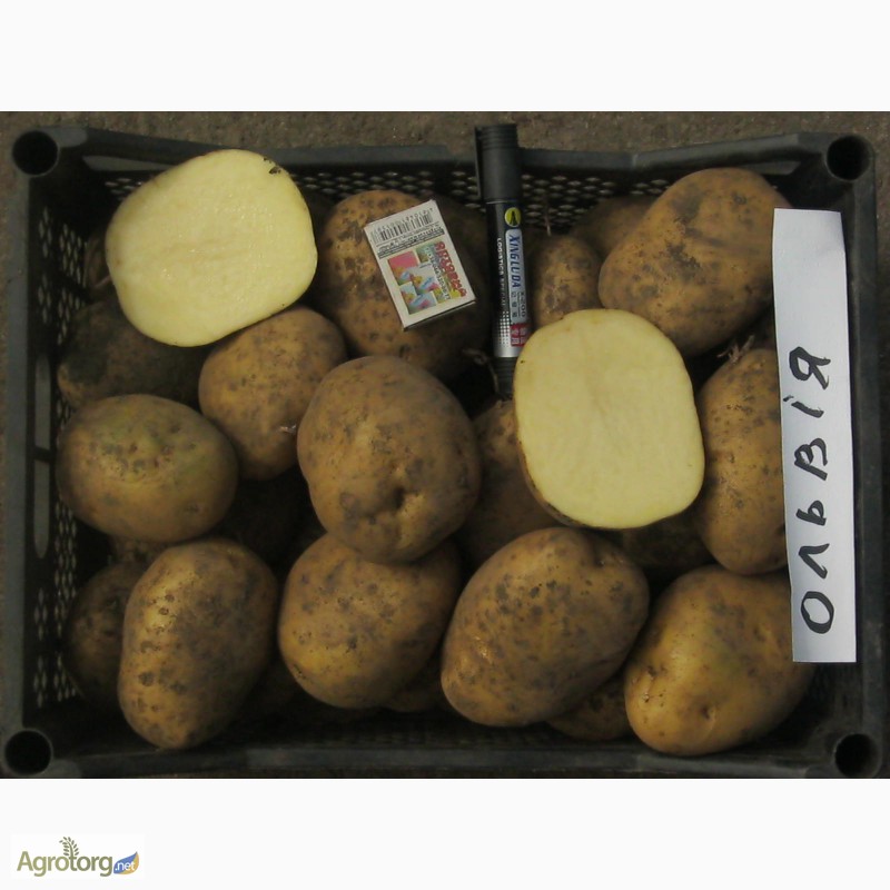 Фото 3. Найврожайніші сорти картоплі Поділля