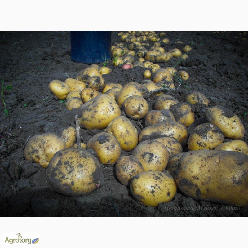 Фото 5. Найврожайніші сорти картоплі Поділля