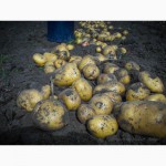 Найврожайніші сорти картоплі Поділля