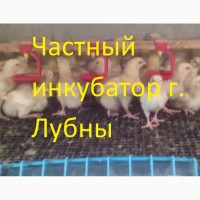 Подросток цыплят бройлера КОББ 500, РОС 308