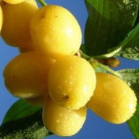 Купить саженцы Кизила, Питомник выращивает саженцы плодовых-ягодных деревьев есть опт