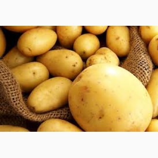 Продам посадочный картофель оптом