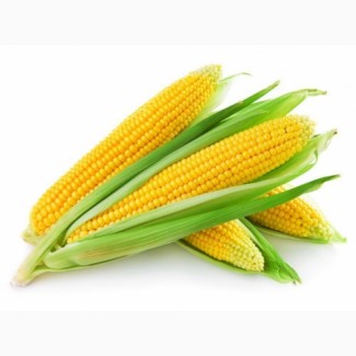 Семена кукурузы Солонянский 298 СВ ФАО 310