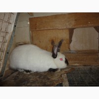 Продам миниферму для кролей