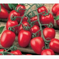 Закупка томатов крупным оптом