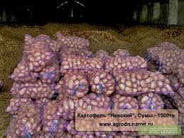 Фото 4. Картофель продовольственный крупным оптом ! Хозяйство продаст картошку оптом от 5 тонн