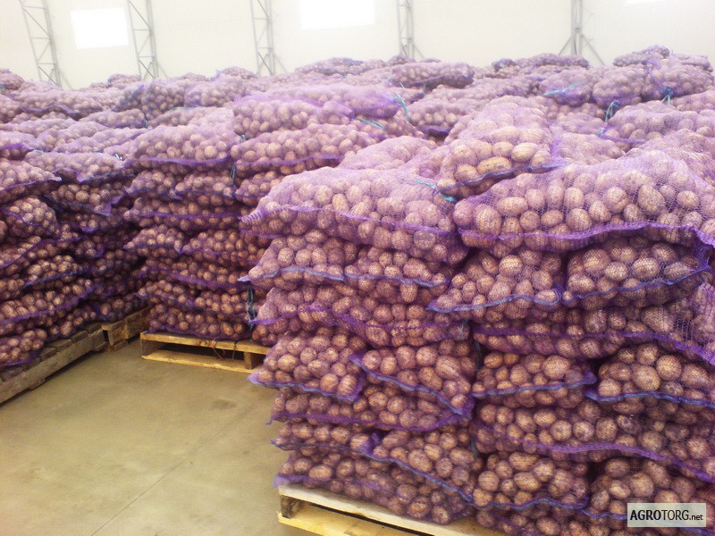 Фото 6. Картофель продовольственный крупным оптом ! Хозяйство продаст картошку оптом от 5 тонн