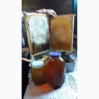 Продам натуральный мед со своей пасеки