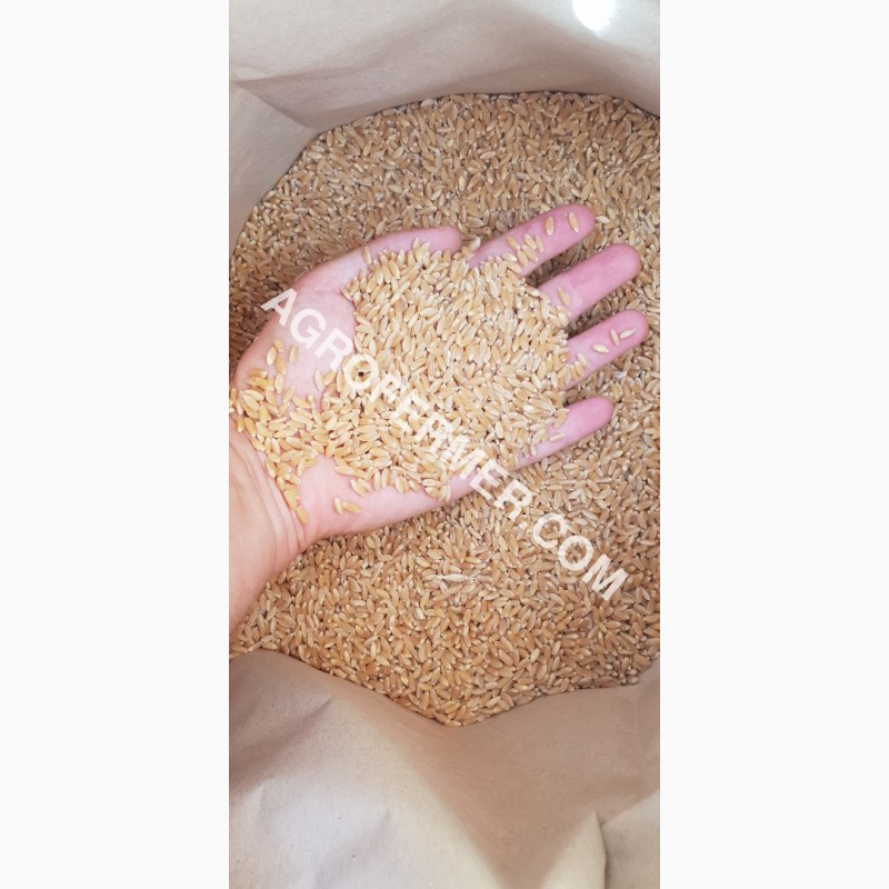 Фото 10. Семена твердой пшеницы ZELMA Канадский ярый трансгенный сорт, элита