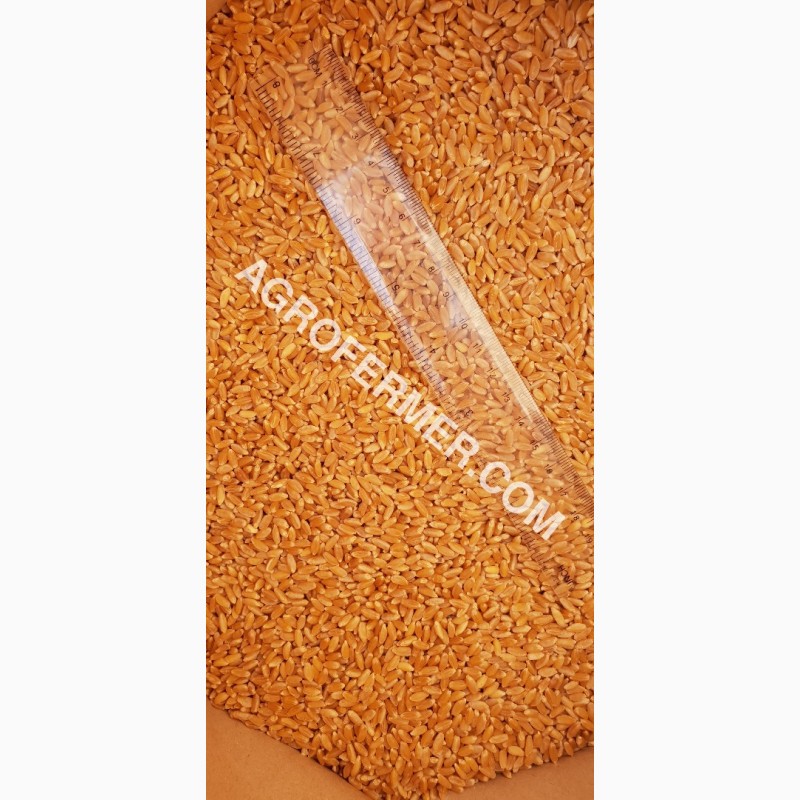Фото 11. Семена твердой пшеницы ZELMA Канадский ярый трансгенный сорт, элита