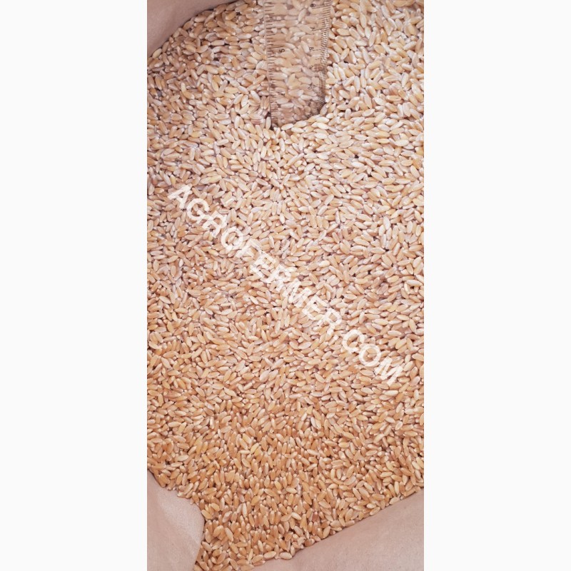 Фото 13. Семена твердой пшеницы ZELMA Канадский ярый трансгенный сорт, элита