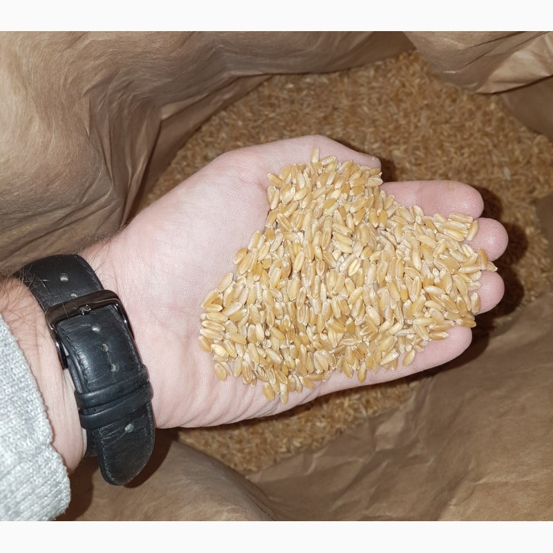 Фото 2. Семена твердой пшеницы ZELMA Канадский ярый трансгенный сорт, элита