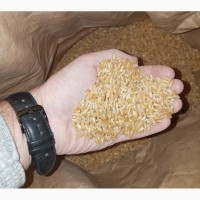 Семена твердой пшеницы ZELMA Канадский ярый трансгенный сорт, элита