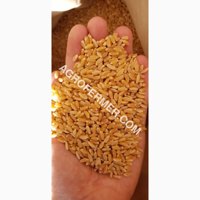 Фото 3. Семена твердой пшеницы ZELMA Канадский ярый трансгенный сорт, элита