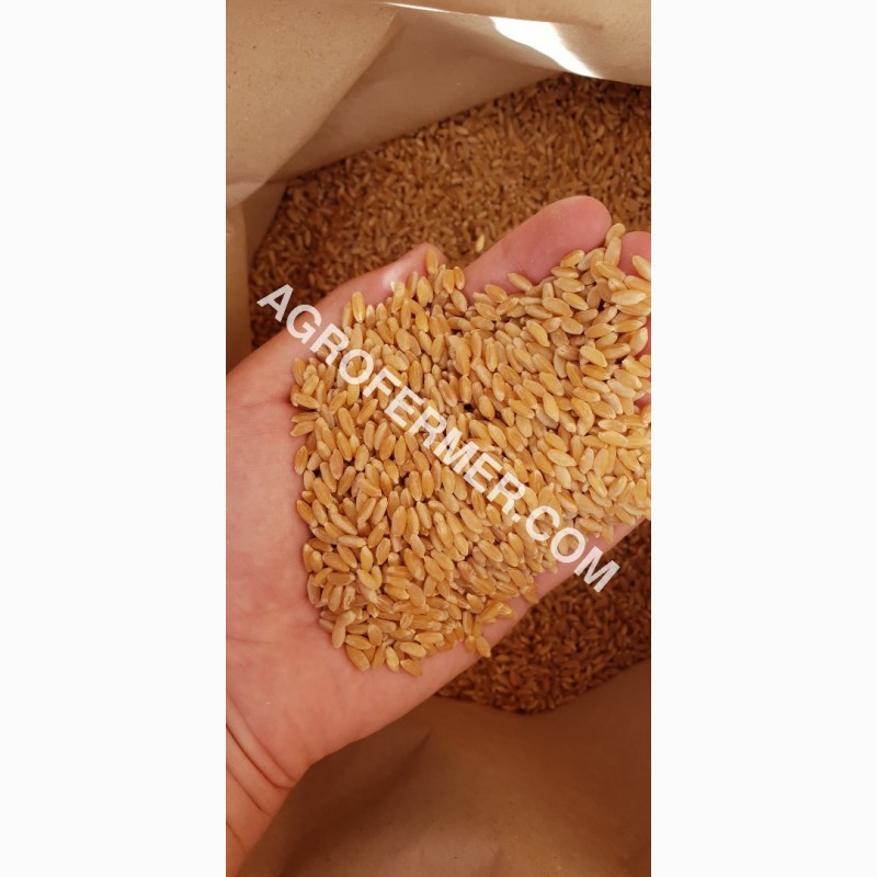 Фото 4. Семена твердой пшеницы ZELMA Канадский ярый трансгенный сорт, элита