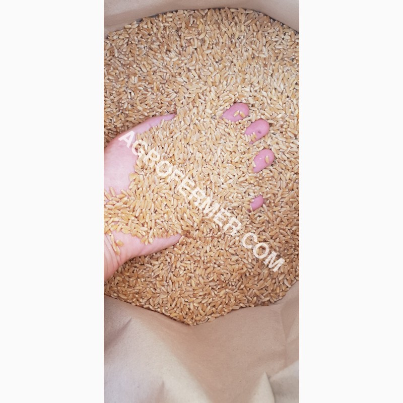 Фото 7. Семена твердой пшеницы ZELMA Канадский ярый трансгенный сорт, элита