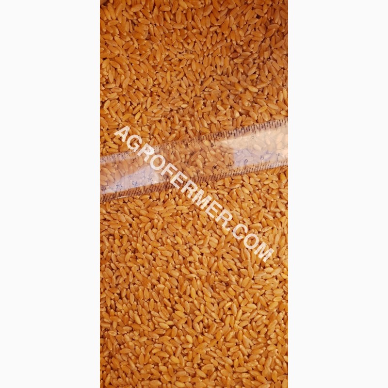 Фото 9. Семена твердой пшеницы ZELMA Канадский ярый трансгенный сорт, элита