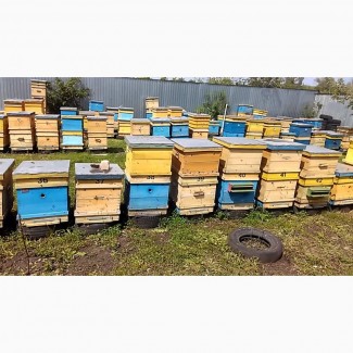 Продам пчелосемьи, пчёлы, Пасека