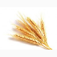 Куплю пшеницю ГОСТ
