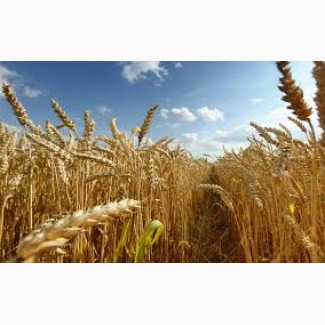 Пшениця Нива Одеська 1 Репродукція