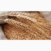 Закупаем пшеницу фуражную в любом объеме