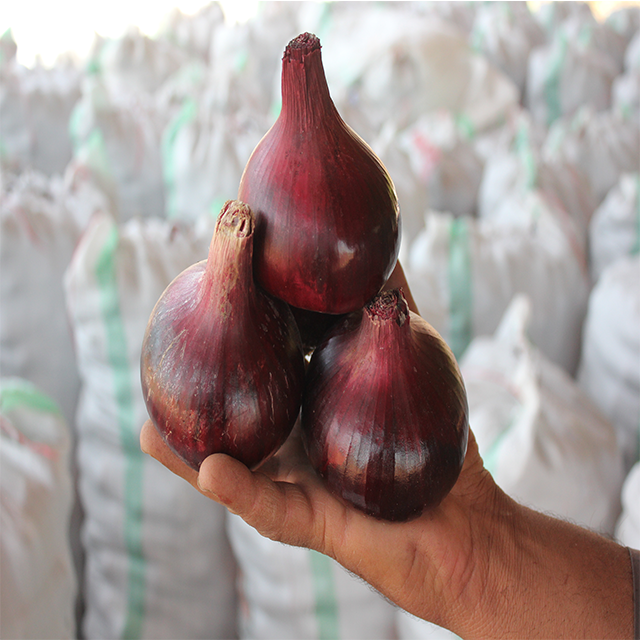 Фото 8. A grade Fresh onion for sale from Egypt