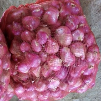 A grade Fresh onion for sale from Egypt