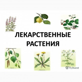 Куплю лекарственные травы