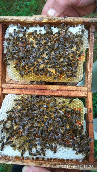 Пчелиная Матка-Матки Карпатка 2021 года, Плодная