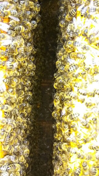 Фото 3. Пчелиная Матка-Матки Карпатка 2021 года, Плодная